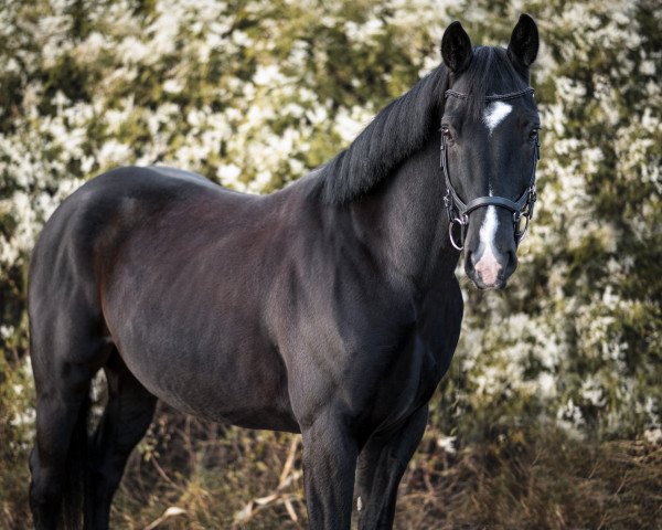 Pferd Leo (unbekannt, 2018)