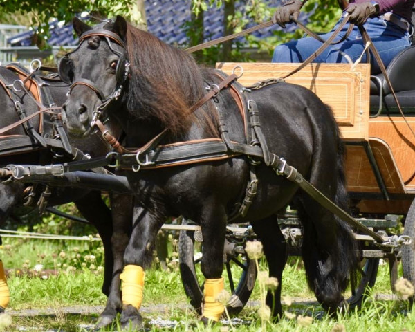 stallion Ravel v. Stal Berknes (Shetland Pony, 2001, from Narco v.d. Uitweg)