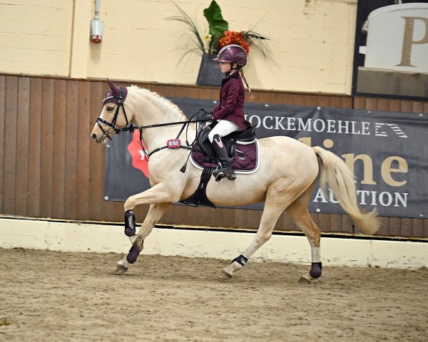 dressage horse Goldi MK (Welsh-Pony (Section B), 2011, from Eyarth Tayma)