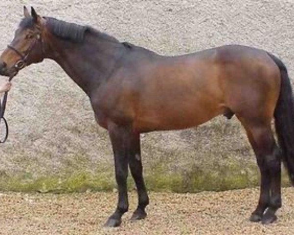 stallion Fidji du Fleury (Belgium Sporthorse, 1989, from Le Tôt de Semilly)