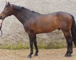 stallion Fidji du Fleury (Belgium Sporthorse, 1989, from Le Tot de Semilly)