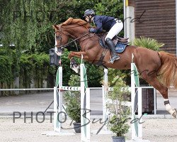 stallion Clayton de Pleville (Selle Français, 2012, from Hickstead)