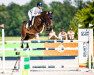 jumper Disco Lady (Oldenburg show jumper, 2011, from Diarado)