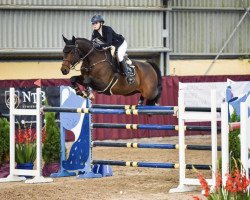 jumper Quincy (Hanoverian, 2011, from FRH Quaid)