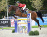 jumper Orida-M (Czech Warmblood, 2009, from Aristo Z)