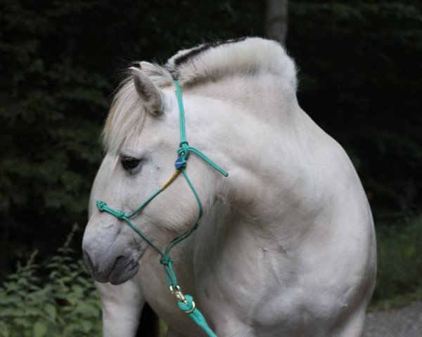 horse Overgaard's Nadja (Fjord Horse, 2011, from Højgaards Findus)