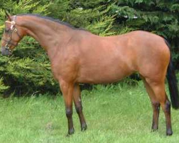 horse Small-Land Annalisa (British Riding Pony, 2002, from Small-land Maytino)