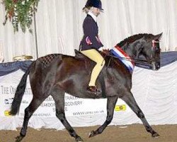 horse Westhill Vanity Fair (British Riding Pony, 1998, from Small-land Maytino)