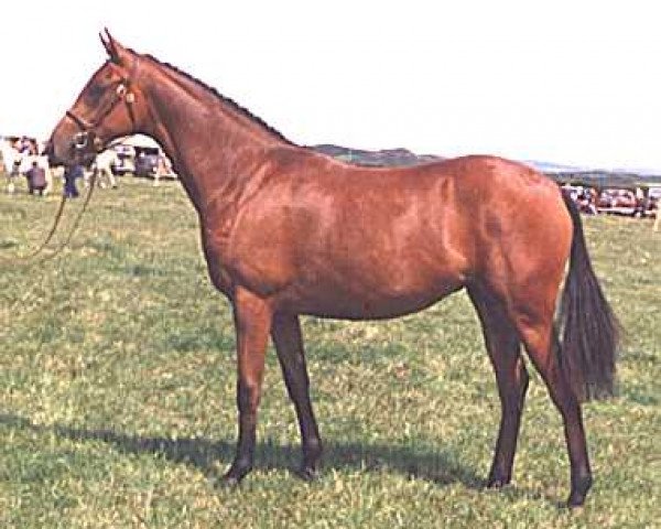 Pferd Small-Land Impala (Welsh Partbred, 1973, von Downland Mohawk)