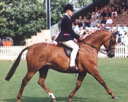 horse Sion Brian (British Riding Pony, 1985, from Small-Land Mambrino)