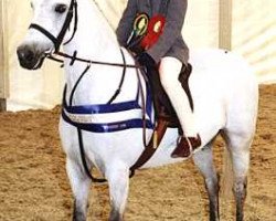 Pferd Small-Land Siskin (Welsh Partbred, 1987, von Small-Land Mascot)