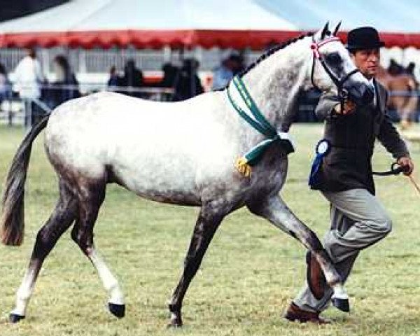 Pferd Kirreway Dignify (Welsh Partbred, 1997, von Small-Land Mascot)