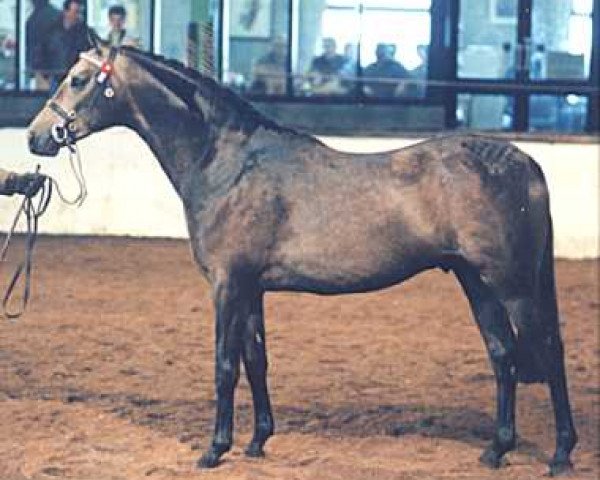 Pferd Small-Land Masquerade (Welsh Partbred, 1996, von Small-Land Mambrino)