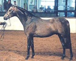 horse Small-Land Masquerade (Welsh Partbred, 1996, from Small-Land Mambrino)