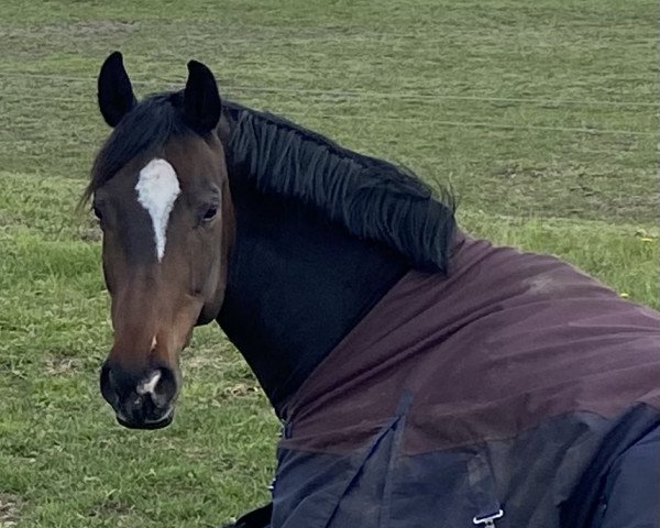 dressage horse Dante Weltinoss (Oldenburg, 2014, from Dante Weltino Old)