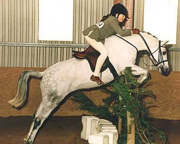 Pferd Small-Land Candyman (Welsh Pony (Sek.B), 1986, von Downland Krugerrand)