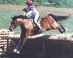 Pferd Small-Land Castaway (Welsh Partbred, 1981, von Small-Land Mambrino)