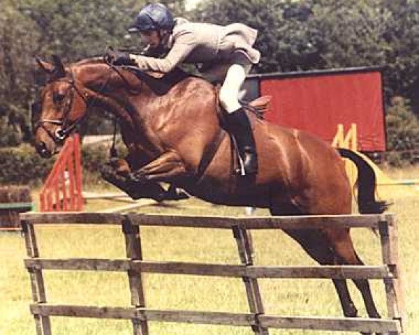 horse Small-Land Storm Boy (Welsh Partbred, 1981)