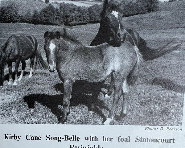 Zuchtstute Kirby Cane Songbelle (Welsh Pony (Sek.B), 1960, von Revel Challenge)