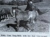 Zuchtstute Kirby Cane Songbelle (Welsh Pony (Sek.B), 1960, von Revel Challenge)