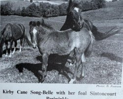 Zuchtstute Kirby Cane Songbelle (Welsh Pony (Sek.B), 1960, von Revel Challenge)