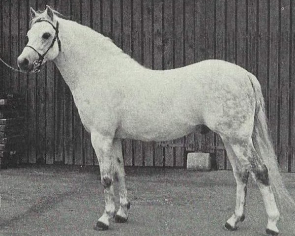 stallion Lydstep Ronald (Welsh-Pony (Section B), 1964, from Downland Romance)