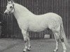 Deckhengst Lydstep Ronald (Welsh Pony (Sek.B), 1964, von Downland Romance)