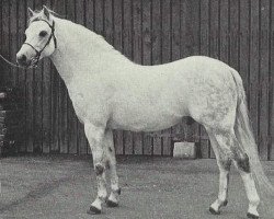 stallion Lydstep Ronald (Welsh-Pony (Section B), 1964, from Downland Romance)