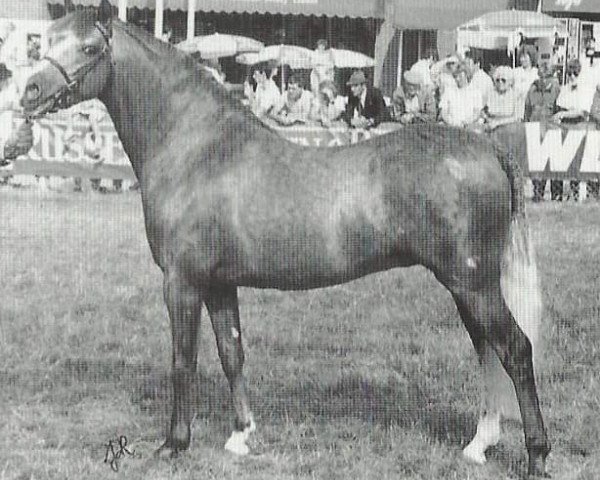 stallion Cottrell Artiste (Welsh-Pony (Section B), 1986, from Rotherwood State Occasion)