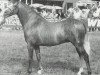 stallion Cottrell Artiste (Welsh-Pony (Section B), 1986, from Rotherwood State Occasion)