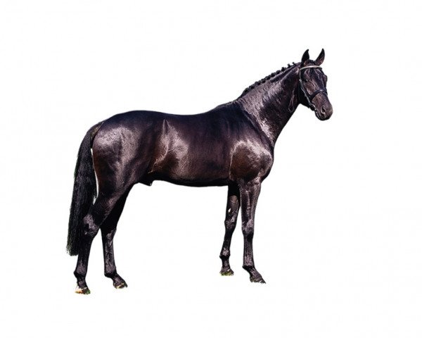 stallion Sandro Hit (Oldenburg, 1993, from Sandro Song)