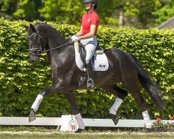 dressage horse Alphaville (Westphalian, 2016, from Arango)