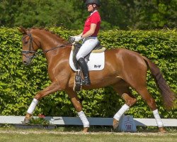 dressage horse Frõulein Fritzi 4 (Westphalian, 2017, from Fashion Maker)