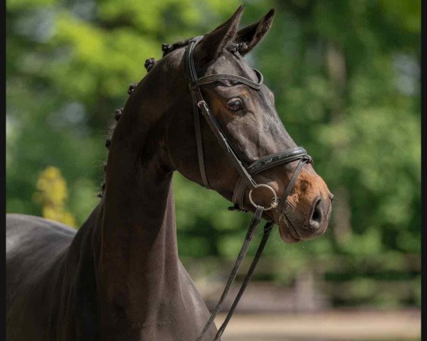 Dressurpferd Roxy Girl (Westfale, 2016, von Rock Forever NRW)