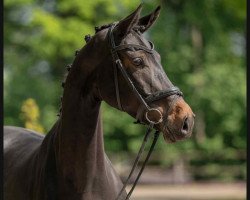 dressage horse Roxy Girl (Westphalian, 2016, from Rock Forever NRW)