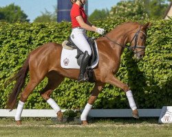 dressage horse Valerie (Westphalian, 2017, from Vainqueur)