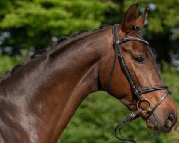 dressage horse Hengst von Sir Heinrich / Florestan I (Westphalian, 2016, from Sir Heinrich OLD)