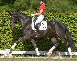 dressage horse Fabio 160 (Westphalian, 2016, from Fashion Maker)