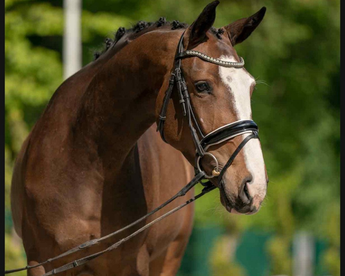 dressage horse Formidable For You (German Warmblood, 2017, from Feuertanz)