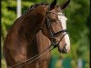 dressage horse Formidable For You (German Warmblood, 2017, from Feuertanz)