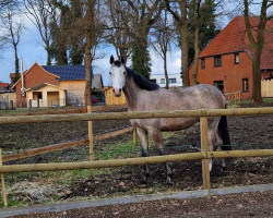 Springpferd ASCARA con amor (Deutsches Sportpferd, 2022, von Asca Z)