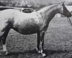 Zuchtstute Kirby Cane Generous (Welsh Pony (Sek.B), 1966, von Downland Chevalier)