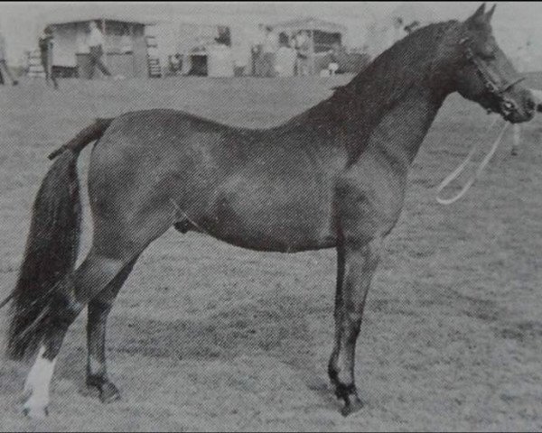 stallion Longfields Longshoreman (Welsh-Pony (Section B), 1967, from Downland Chevalier)