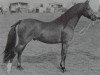 Deckhengst Longfields Longshoreman (Welsh Pony (Sek.B), 1967, von Downland Chevalier)
