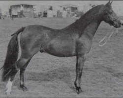 Deckhengst Longfields Longshoreman (Welsh Pony (Sek.B), 1967, von Downland Chevalier)