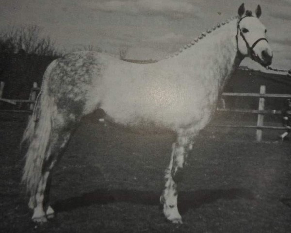 Deckhengst Downland Iso (Welsh Pony (Sek.B), 1966, von Downland Romance)