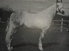 Deckhengst Downland Iso (Welsh Pony (Sek.B), 1966, von Downland Romance)
