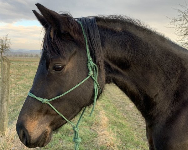 dressage horse Donausinfonie (Trakehner, 2018, from Ivanhoe)