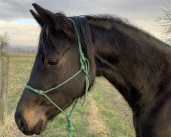 Dressurpferd Donausinfonie (Trakehner, 2018, von Ivanhoe)