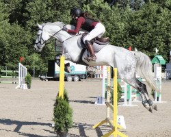 jumper Goldfever's Girasol (Hanoverian, 2012, from Goldfever 3)